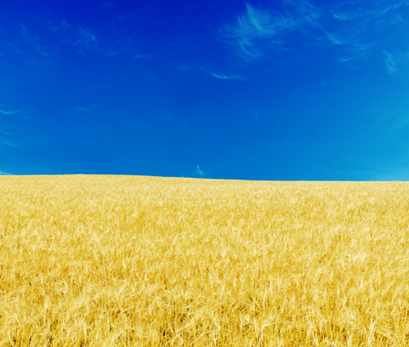 Photo of a field of grain and clear blue sky recalling the Ukrainian flag’s colours. 