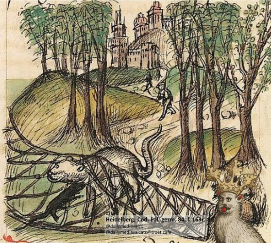 Picture from a medieval manuscript: A cat is caught in a net