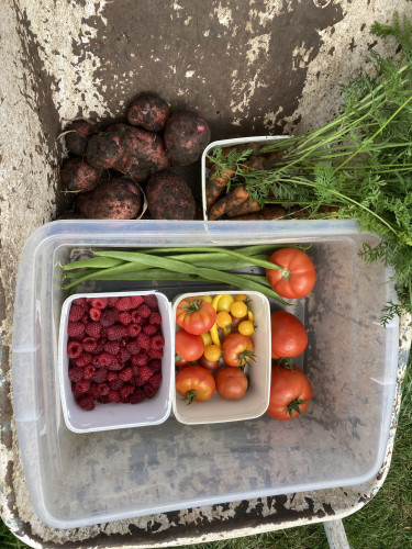 A wheelbarrow containing some loose desiree potatoes, a tub of nantes and chantenay carrots, a plastic box with three big daddy marmande tomatoes, a tub of smaller tomande marmande tomatoes, long yellow chillis, yellow gold nugget and red cherrola cherry tomatoes, and a handful of runner beans.