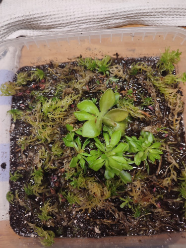 Plastic container with moss, butterworts, carnivorous plant soil and some flower stalks.
