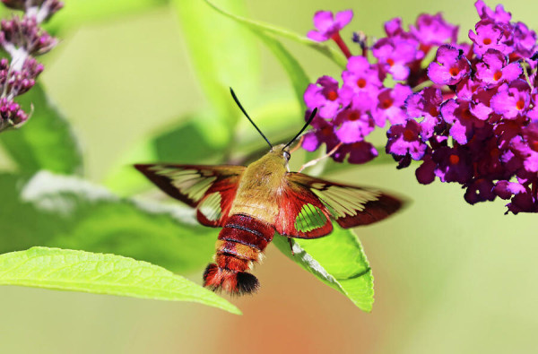 Close up of Hummingbird Moth on purple Buddleia with green leaves