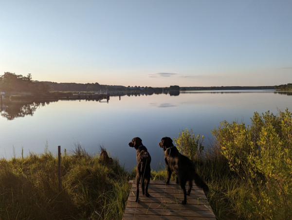 Photo of a clear sunny morning on Harris Creek, sky is a deep blue shading through white to yellow to orange at the horizon. Creek water is perfectly flat calm and reflects the sky mirror like.
In the foreground Miles and Jon two black Flat-Coated retrievers stand on the wood walk and look out at some kind of wading bird I'm pretty sure they would love to put into their mouths.