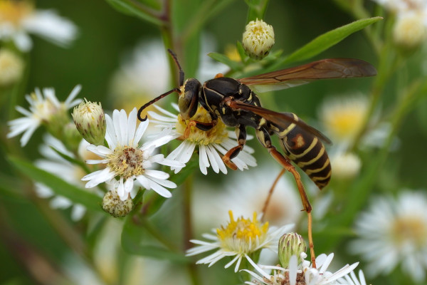 A slender insect with long legs and  transparent wings, and long curved antennae. The body is brown with yellow bands. The wasp is resting on a small white aster flowers feeding on it.