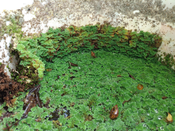 closeup on one of my azolla buckets where the azolla has gone vertical