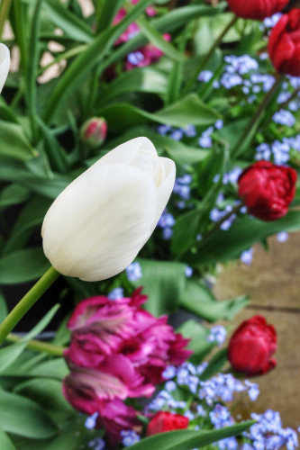 White tulip with parrot purple and red double and blue forget-me-nots