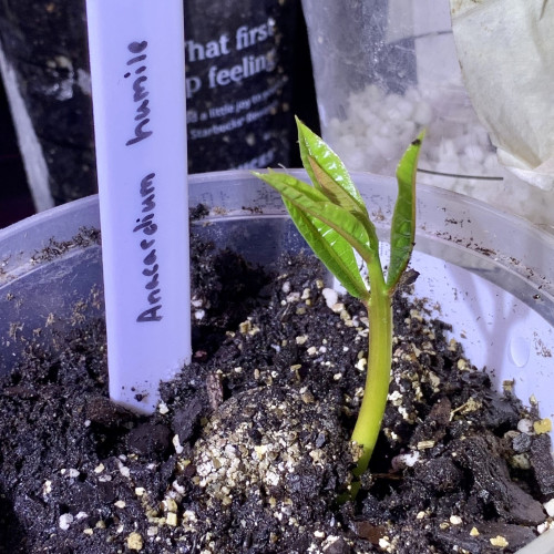A small but mighty seedling. It looks like a green stick figure with its arms raised up in the air happily. It is growing up in dirt from a recycled plastic cup. There is a plant tag stating it’s name in sharpie, “Anacardium humile.” On the dirt is some scattered vermiculite that looks like gold glitter. Behind it are more recycled cups with dirt and one with perlite. The perlite one is rooting out a twig. 