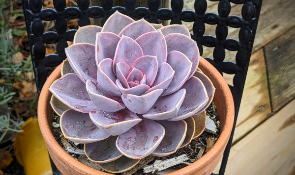 The aforementioned plant, which is a potted succulent with pale purple leaves arranged in a rosette. The plant is robust and healthy-looking. It's been raining lately and there is some water collected in the leaves.
