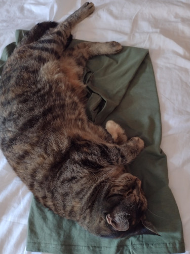 Brown torbie lies on her side on top of a green t-shirt. 