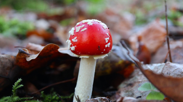 A beautiful red mushroom with white dots called Amanita muscaria