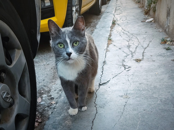 A grey and white small cat with a cute black nose and bright green eyes standing on a sidewalk next to a couple of parked cars, giving a curious look to the camera. 