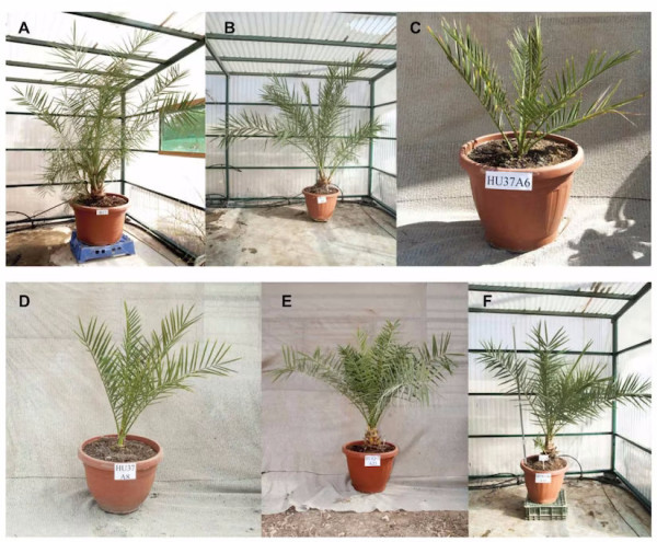 This is a photo collage of six images showing the six seeds of the Judean date palm that researchers have successfully germinated in 2020.

The images show plant pots with seedlings ranging from about 30cm to a good metre in height.

The plants are green and have feathered palm fronds, with a considerable width.