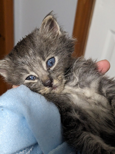 A grey kitten with patches of white that ring his mouth, ears, and eyes. He gas the typical blue crossed eyes young kittens have. He looks at the camera and the wall at the same time. 
