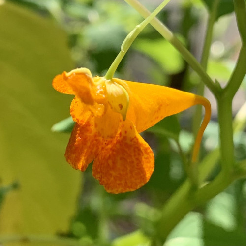 A close up pic of a jewelweed flower. It looks like a floating goldfish with a big gaping mouth and long, downward pointing tail instead of hind fins. 

It is illuminated by sunlight so it reappears to glow bright orange and it has dark orange spots covering its bottom “lip.” (The flowers actually hang upside-down.)

The flower is hanging by a long thin stalk from the top. 