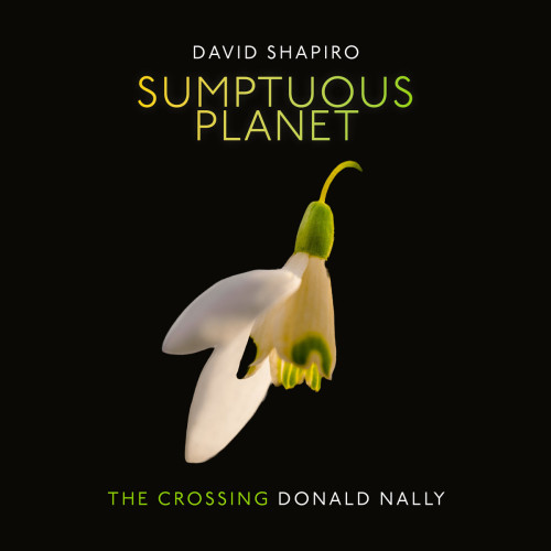 Cover of David Shapiro and The Crossing’s New Focus Recordings album “Sumptuous Planet”, featuring a yellow and white flower on a black background.