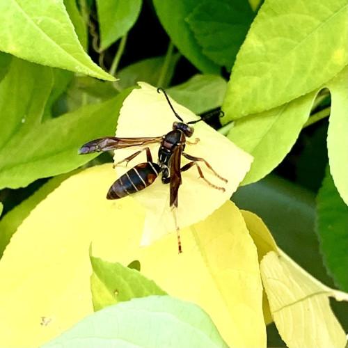 A large mostly black wasp sits on a bright yellow folded leaf. The weight of the insect is making the leaf curl. The wasp has yellow bands on its abdomen and has hooked antennae like a shepherd’s crook. Its wings are translucent amber fading to black at the tips. Its legs are black to translucent amber towards the tarsii. 

Below the insect are more bright yellow leaves and behind it are light green leaves. 