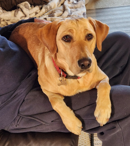 Golden Labrador retriever laying on her pal's lap so he can't go anywhere. Her paws are draped over his leg and she is looking straight ahead.