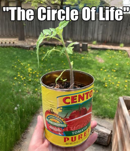 A picture of a tomato seedling planted in a 28oz tin can that once contained tomato puree.
