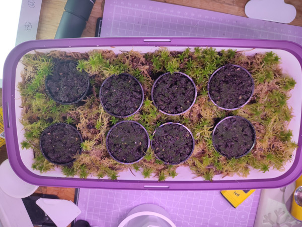 Growing tray with Venus Flytrap seeds in cups in a bed of Sphagnum Moss. 