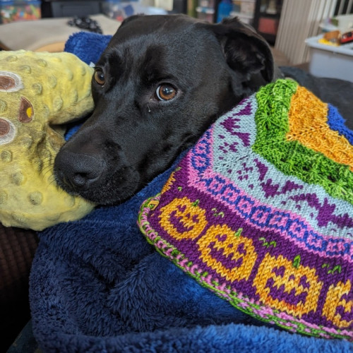 Hatch, a black lab mix dog, is leaning his face on my lap where I had been trying to take a picture of my Halloween mystery cowl in progress. He's brought me a dog drool covered yellow plush toy and I thought he wanted me to throw it but then he didn't want to go get it and instead just stared at me some more.