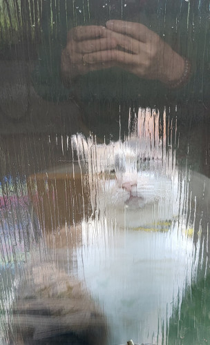 Calico cat standing on a windowsill, looking in, with a puzzled face expression. photographed through frosted windows, dark fence in the background; reflection of hands taking the picture in the upper quarter