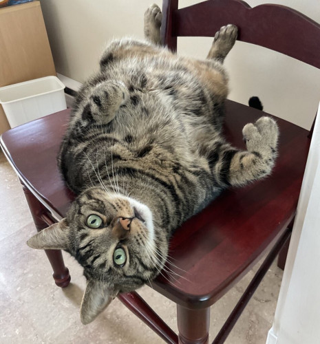 A handsome tabby presents his belly and looks expectant 