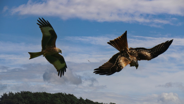 Two hawks in a cloudy blue sky. Some treetops can be seen at the bottom of the photo and another bird is visible in the distance. The kite on the left is gliding, wings outstretched, looking down towards the ground. The one on the right is stooping, its back is visible and its beak is open in a screaming whistle. The feathers on the underbody are speckled red/brown and white, with white flashes near the wingtips. The beak is curved and obviously that of a raptor. The plumage on the back is a rich, patterned rust colour with white feather tips and a forked tail.