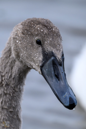 Cygnets wear mottled grey or brown plumage for two years before they become white2