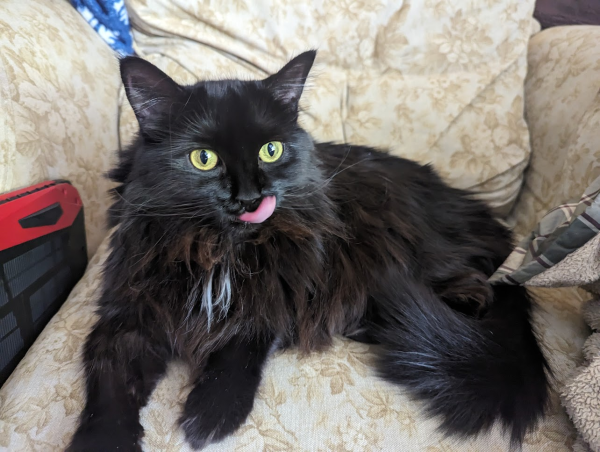 A large black cat with her tongue sticking out after having just licked her nose.