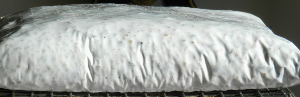Side view of a plastic bag of tempeh under development: white and very thick.