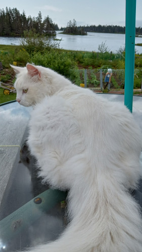A white cat lays on a glass patio table overlooking the garden and ocean 