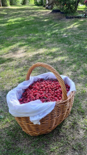 This year in Ukraine, although there is a drought, but to the surprise of myself and neighbors, I collected a lot of raspberries from my plot. Now I will make jam and treat the whole family :)
