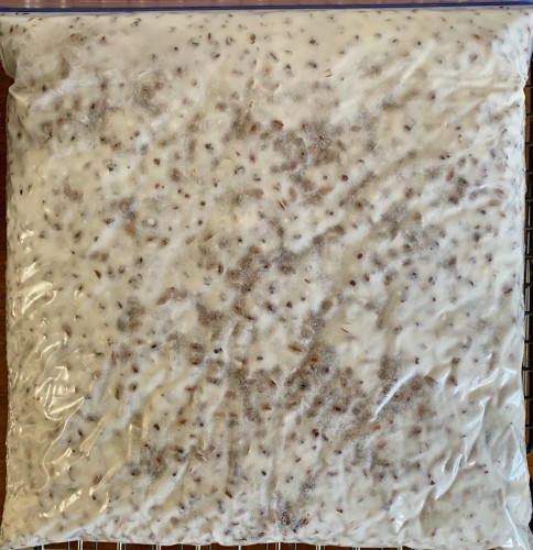 A plastic bag lying flat filled with a white mass with black dots scattered around.