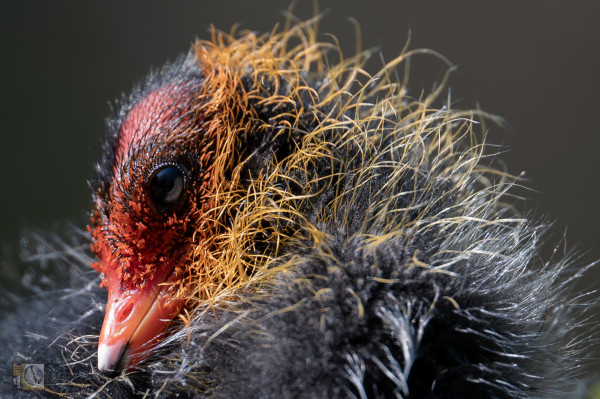 A close up photo of a baby Coot. A red beak and wispy red and yellow feathers