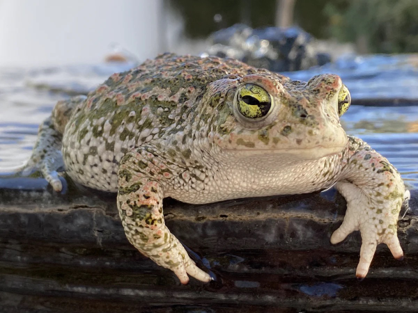 Close-up photo of a tan-colored toad covered in green and pink markings