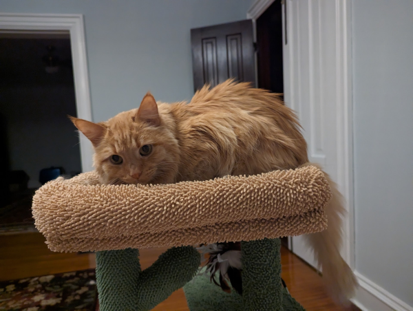 an orange fluffy cat looking playful at the top of a cat tree