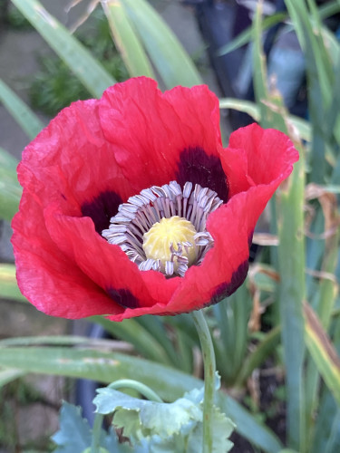 Outside daytime. Bright red poppy with deep purple at base of petals & light purple stamen around a yellow centre. Backed by foliage.