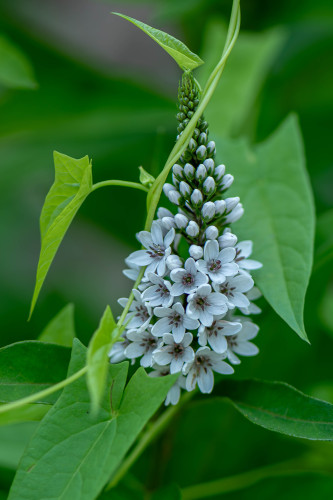 Image of a loosestrife inflorescence. It consists of small, white, five-petaled flowers arranged on a conical shape with older blooms open at the bottom and unopened buds at the tip of the cone.