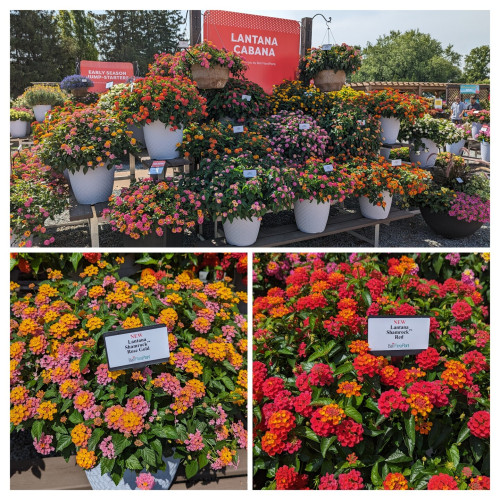 Collage of 3 photographs.  The top largest photo is a multi tiered display with white pots. Each pot has a different type of lantana in it. All are in full bloom. The two lower pictures are close ups of 2 planters.  One is pink and yellow -orange and the other is mostly red with a little bit of yellow -orange.