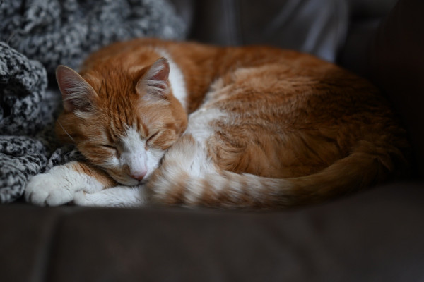 Orange tabby sleeping on a chair next to a blanket