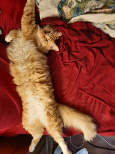 My floofy ginger kitteh boi, Juju, spread out on a dark red sheet on the bed. 