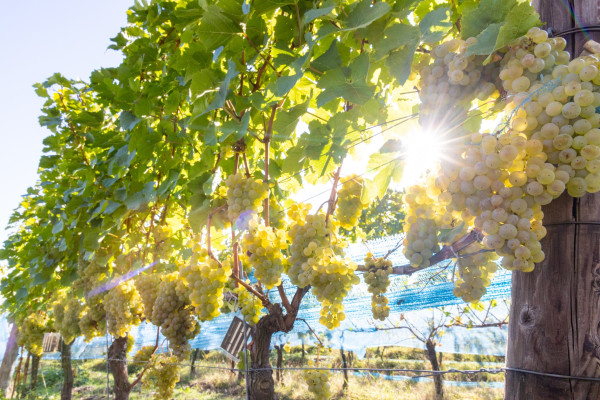 bright sunlight – causing burst effect on the lens – through the wine vines which are packed with bright green grapes