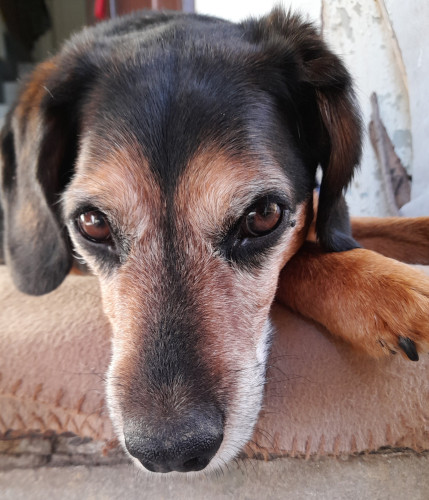 Portrait of my black-brown beagle mix Bilbo looking at the camera. This is another of his gazes: "I'm feeling comfortable being lazy. Why do you disturb me with human things?"