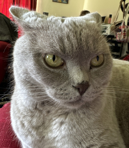 A close-up of Percy the British Shorthair’s face. His ears are back and his eyes are wide. He looks slightly annoyed.