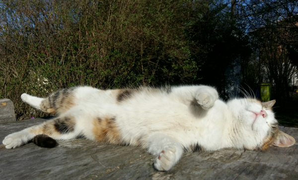 Close photo of a tricolor cat, mostly white belly and face visible. The cat is lying on its side on rock-looking gray surface, with eyes closed.