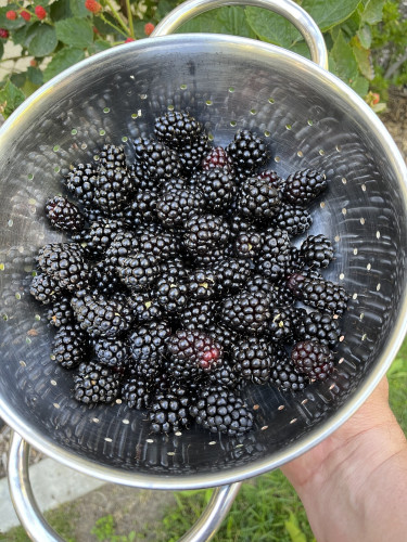 Colander with many blackberries 