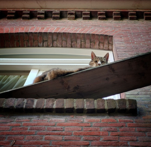 A fat cat chilling out on his wooden plank walkway viewed from below