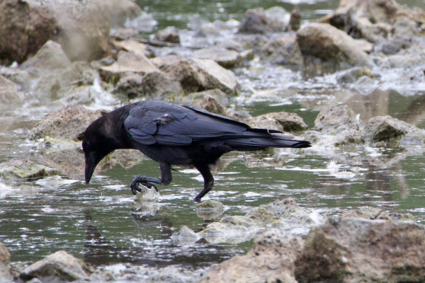 A coal-black bird wading in shallow water between slimy rocks. It is lifting one foot slightly too high out of the water, causing a splash, as if from distaste; but its beak is close to the surface and it is intent on the water.
