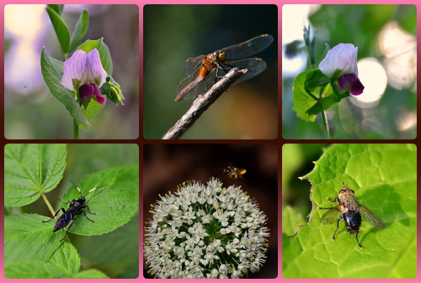 photo collage in 6 square panels, framed in a dark red-brown in centre, blending to medium burgundy pink top and bottom.
Top left /right garden pea flowers composed of 2 petals that rise from the centre, pale pink with darker veins (second plant has white with pink veins), then a smaller structure jutting out from the centre composed of 2 burgundy wings which shelter the reproductive parts. The flower is backed by a special leaf structure which frames it like Dracula's collar. Light through trees farther behind makes round blurred patterns in the background.
Centre is a smallish dragonfly in reddish gold, on a dry twig.
Bottom left a fancy wasp, not like yellowjackets etc, longer and flatter, different shape, shiny black with a band of pale yellow on antennae, on raspberry leaf. 
Centre a blurry small leafcutter bee approaches a globular cluster of tiny white flowers.
Right a cool fly, front half covered in grey-gold hairs, back half shiny black with bristles, on a bright green leaf that has been chewed by someone.