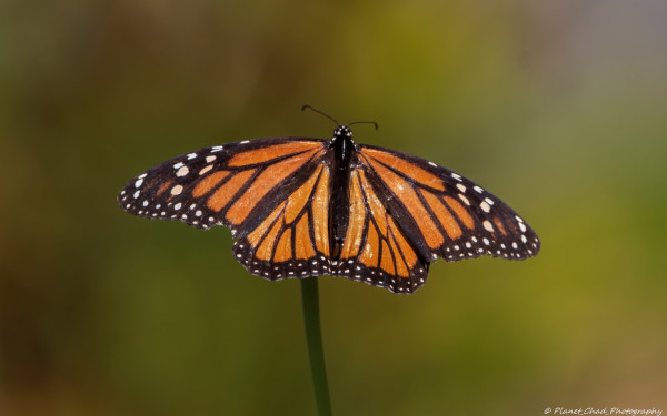 A monarch butterfly with red-orange wings, black wings with white spots along the edge perched on a flower  with a green stem and a background of different shades or green.