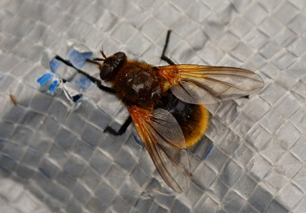a cool looking fly, black body with cinnamon covered hairs/bristles on thorax,  red-gold transparent leaf bases and golden fuzz on rear. Its a largish fly, and is sitting on the silvery checkered underside of a plastic tarp, with bits of the blue top side showing through where the tarp is damaged.